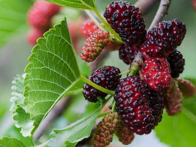 Шелковица купить саженцы из питомнике в Жигулёвске