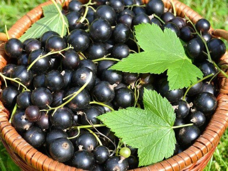 Смородина купить саженцы из питомника в Жигулёвске