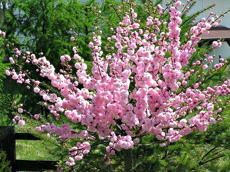 Миндаль купить саженцы из питомника в Жигулёвске