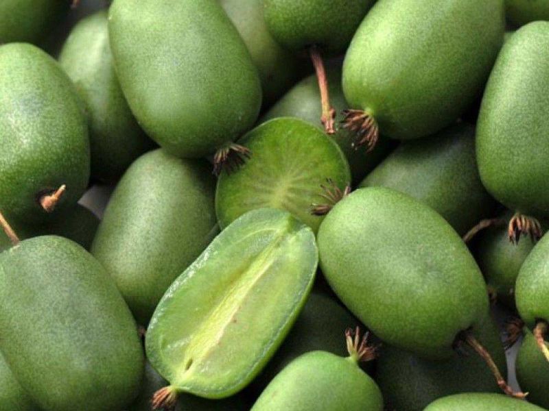 Актинидия купить саженцы из питомнике в Жигулёвске